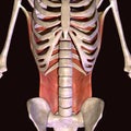 3d illustration of human body hip muscles Royalty Free Stock Photo