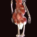3d illustration of human body hip muscles