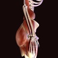 3d illustration of human body hip muscles Royalty Free Stock Photo