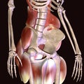 3d illustration of human body hip muscles Royalty Free Stock Photo