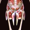 3d illustration of human body hip muscles Royalty Free Stock Photo