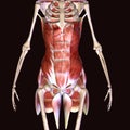 3d illustration of human body hip muscles Royalty Free Stock Photo