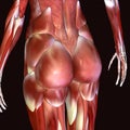 3d illustration of human body hips