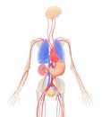 3D illustration of human body internal organs without skin