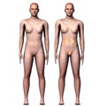 3d illustration human body kindeys