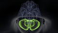 3d illustration of human body organ brain cerebrum anatomy.