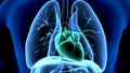 3d illustration of human body organ lungs anatomy