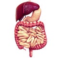 3d illustration of human body organ