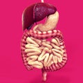 3d illustration of human body organ