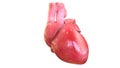 3d illustration of human body organheart anatomy