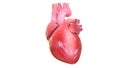 3d illustration of human body organheart anatomy