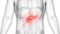 Human Body Organs Anatomy Pancreas Royalty Free Stock Photo
