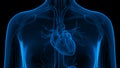 Human Body Organs Circulatory System Heart Anatomy Royalty Free Stock Photo