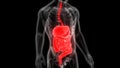 Human Body Organs Digestive system Anatomy