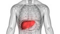 Human Body Organs Digestive system Liver Anatomy Royalty Free Stock Photo
