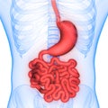 Human Body Organs Digestive system Stomach and Small Intestine Anatomy