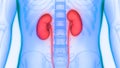 Human Body Organs Urinary System Kidneys Anatomy Royalty Free Stock Photo