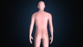 3d illustration of a human body shape anatomy. Royalty Free Stock Photo