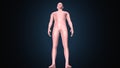3d illustration of a human body shape anatomy. Royalty Free Stock Photo