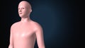 3d illustration of a human body shape anatomy. Royalty Free Stock Photo