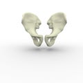 3d illustration of human body skeletal pelvis