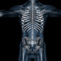 3d illustration of human body skeletal ribs