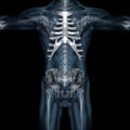 3D illustration of human body skeletal sternum