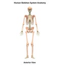 Human Body Skeleton System Bones Anterior View Anatomy Royalty Free Stock Photo