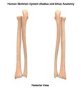Human Body Skeleton System Bones Radius and Ulna Posterior View Anatomy Royalty Free Stock Photo