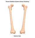 Human Body Skeleton System Femur Anterior View Anatomy Royalty Free Stock Photo