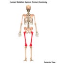 Human Body Skeleton System Femur Bone Joints Anatomy Royalty Free Stock Photo