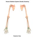 Human Body Skeleton System Hands Posterior View Anatomy Royalty Free Stock Photo