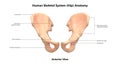 Human Body Skeleton System Hip anterior View Anatomy Royalty Free Stock Photo