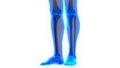 Human Body Skeleton System Leg Bone Joints Anatomy Royalty Free Stock Photo