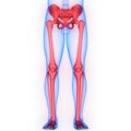 Human Body Skeleton System Lower Limbs Anatomy