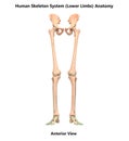 Human Body Skeleton System Lower Limbs Anterior View Anatomy Royalty Free Stock Photo