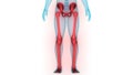 Human Body Skeleton System Lower Limbs Bone Joints Anatomy