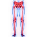 Human Body Skeleton System Lower Limbs Bone Joints Anatomy