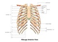 Human Body Skeleton System Ribcage Anterior View Anatomy Royalty Free Stock Photo