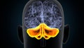 3d illustration of human brain cerebellum anatomy