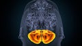 3d illustration of human brain cerebellum anatomy