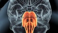 3d illustration.of human brain medulla oblongata anatomy.