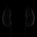 3D illustration of human 3D illustration of kidneys black background. Front view