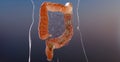 3d illustration of human digestive system anatomy, concept of the intestine, laxative, traitement of constipation,