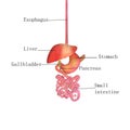 3d illustration human digestive system