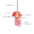 3d illustration human digestive system Royalty Free Stock Photo
