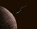 3D illustration of human fertilization. Sperm approaching the zona pellucida of the egg.