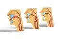 3D illustration Human head showing feeding process, otorhinolaryngology ENT, larynx, nostril, teeth, respiration and nasal mucos