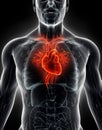 3D illustration Human Internal Organic - Human Heart.