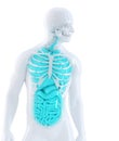 3d illustration of a human internal organs. Isolated. Contains clipping path Royalty Free Stock Photo